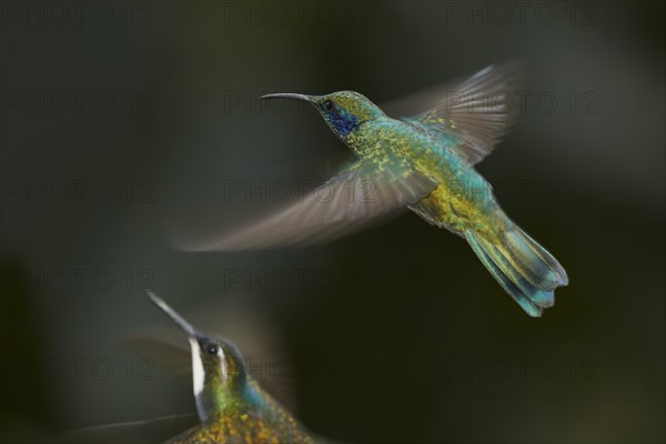 Green violetear (Colibri thalassinus) in flight