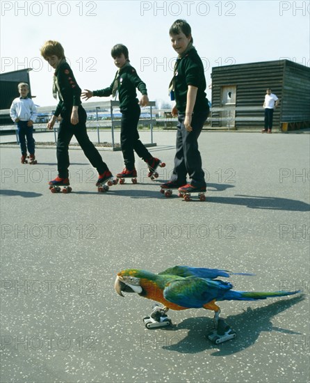 Ara on roller skates