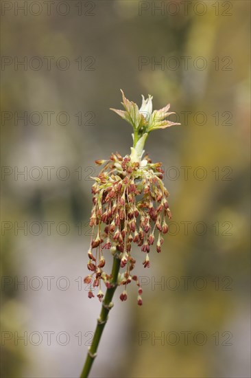 Manitoba maple (Acer negundo)