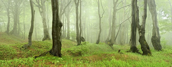 Mysterious forest in the fog