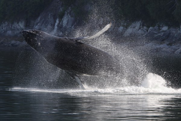 Jumping Humpback whale (Megaptera novaeangliae)