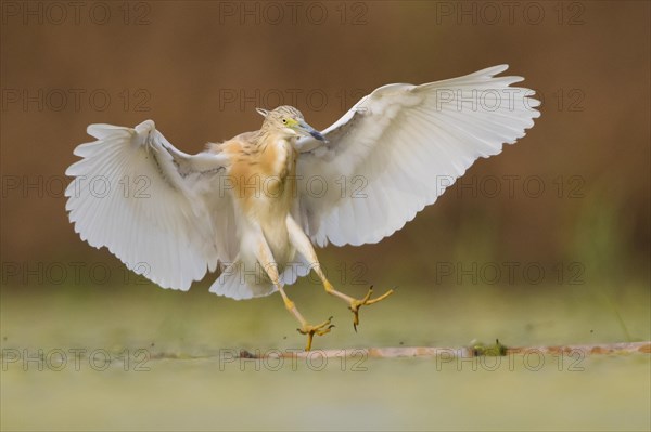 Squacco Heron (Ardeola ralloides)