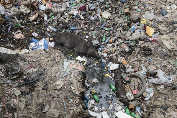 Pigs lying in garbage