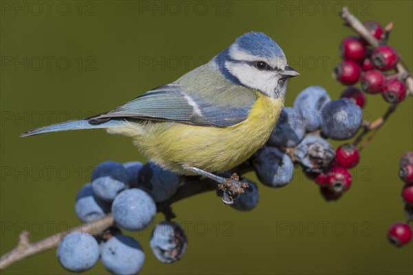 Blue Tit (Cyanistes caeruleus)