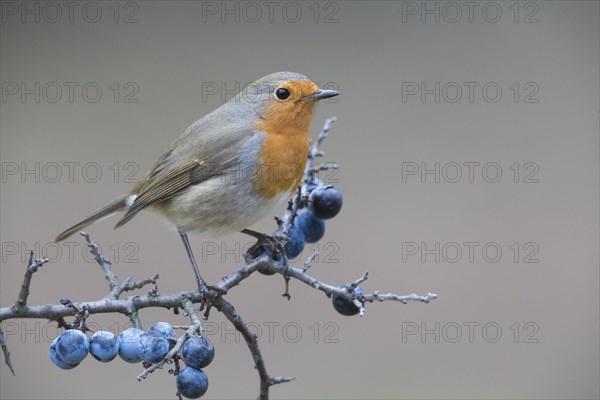 European Robin (Erithacus rubecula)