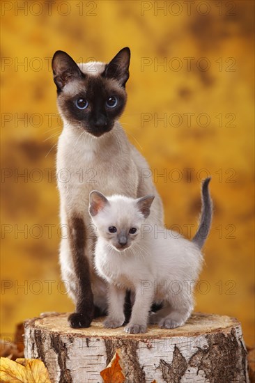 Siamese cats old type