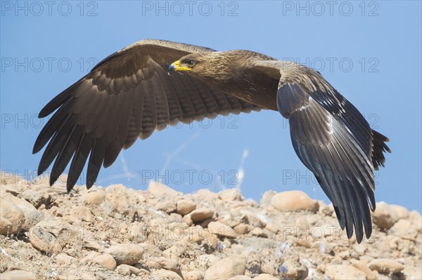 Lesser Spotted Eagle (Aquila pomarina)