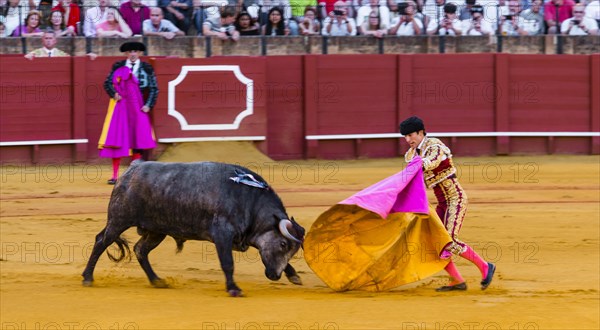 Racing bull with matador