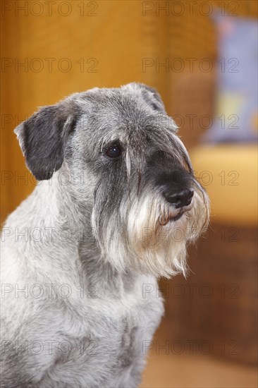 Middle schnauzer