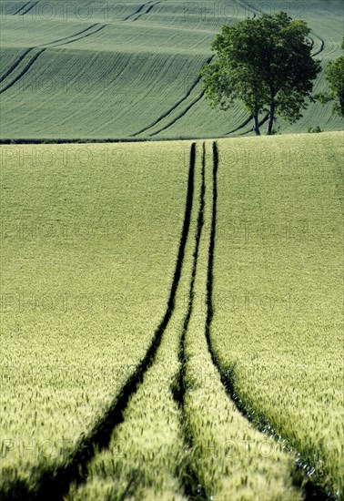 Tire tracks in the middle of a field of corn