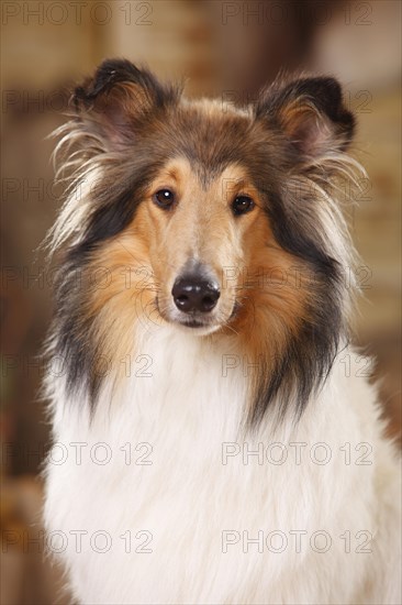 American Collie