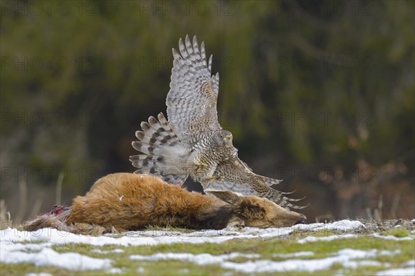 Goshawk (Pica pica)