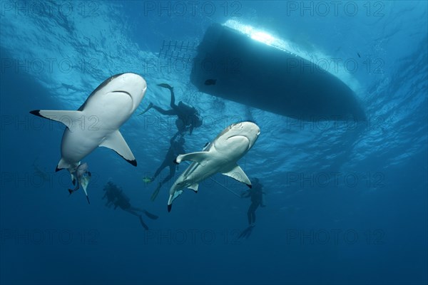 Blacktip reef sharks (Carcharhinus melanopterus) with divers