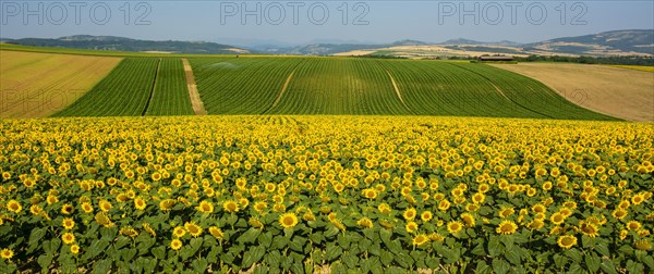 Field of sunflowers and maize