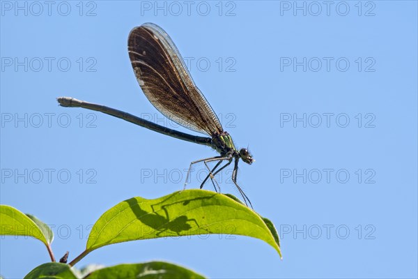 Beautiful demoiselle (Calopteryx virgo)