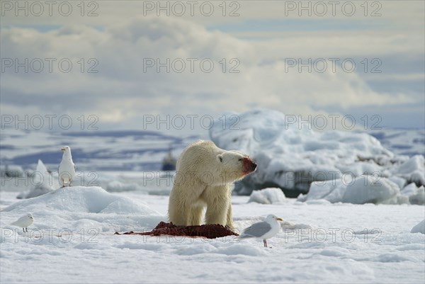 Polar bear (Ursus maritimus) feeding the carcass of a captured seal in the snow