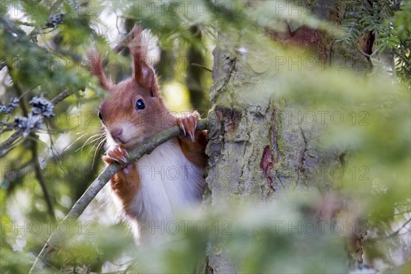 Eurasian red squirrel (Sciurus vulgaris)