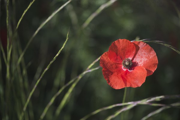 Corn poppy (Papaver rhoeas)