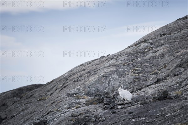 Arctic hare (Lepus arcticus)