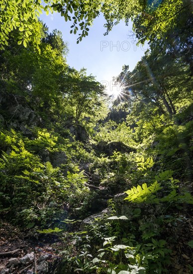 Sun shines through leaves in the forest