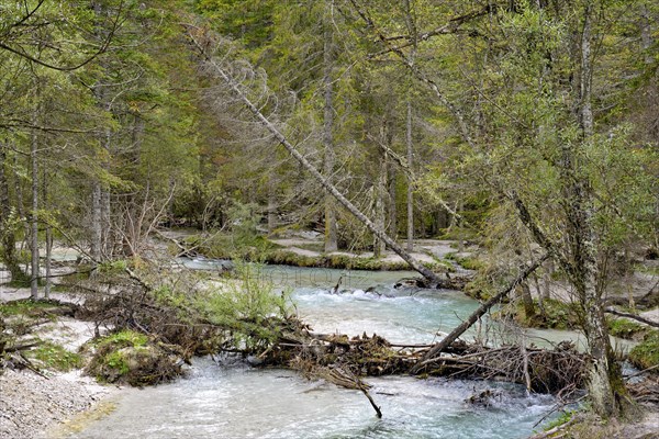 Mountain creek Rienz flows into the Lake Toblach