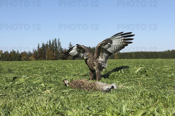 Steppe buzzard (Buteo buteo) on dead mown European hare (Lepus europaeus) Allgau