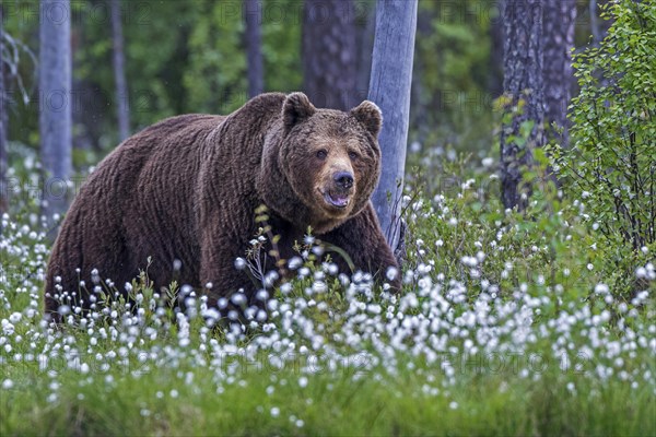 Brown bear (Ursus arctos)