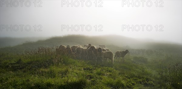 Flock of sheep on alpine meadow in the morning mist at Landawirseehutte