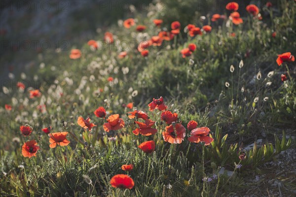 Corn poppy (Papaver rhoeas) and hares tail grass (Lagurus ovatus) against the light