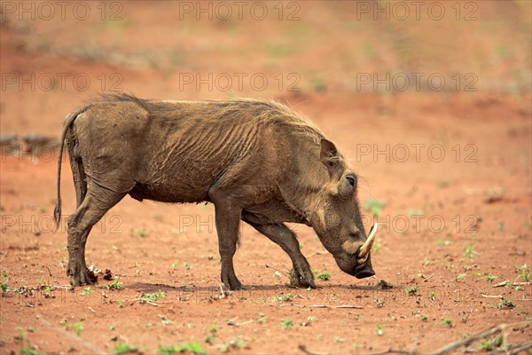 Warthog (Phacochoerus aethiopicus)