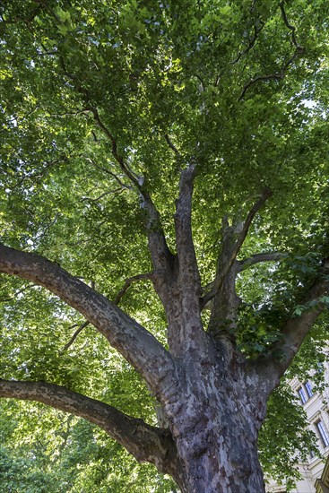 Maple-leaved plane tree (Platanus x hispanica)