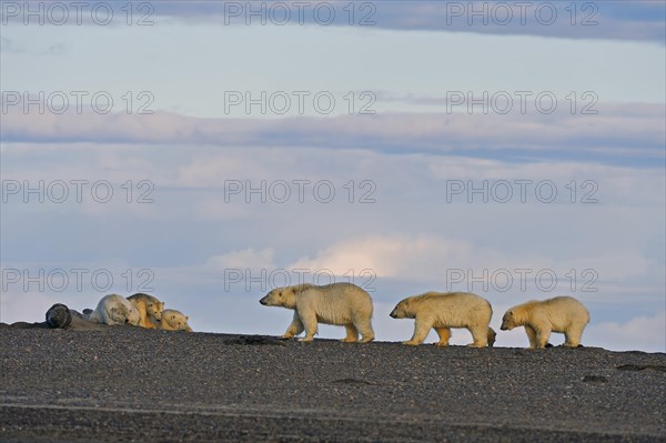 Polar bears (Ursus maritimus)