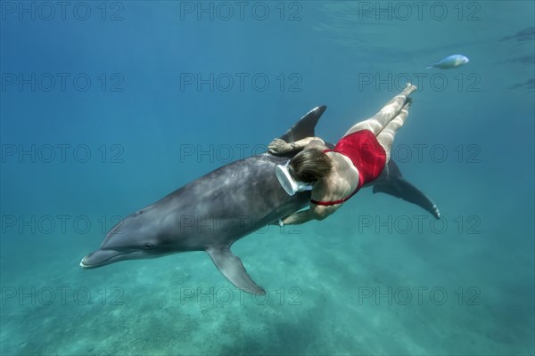 Female freediver with Bottlenose dolphin (Tursiops truncatus)