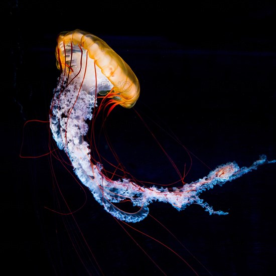 Compass jellyfish (Chrysaora hysoscella)