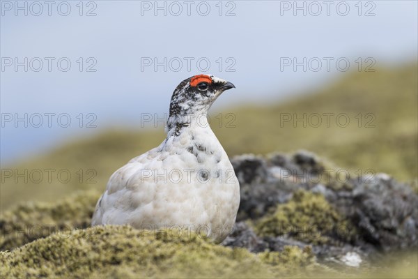 Rock Ptarmigan (Lagopus muta)