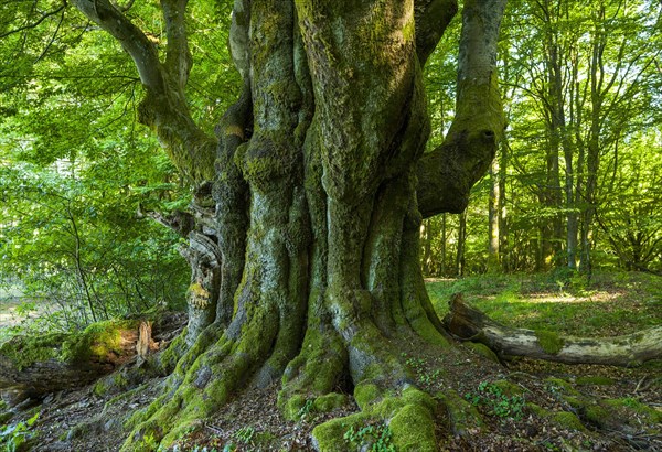 Old Common beech (Fagus sylvatica)