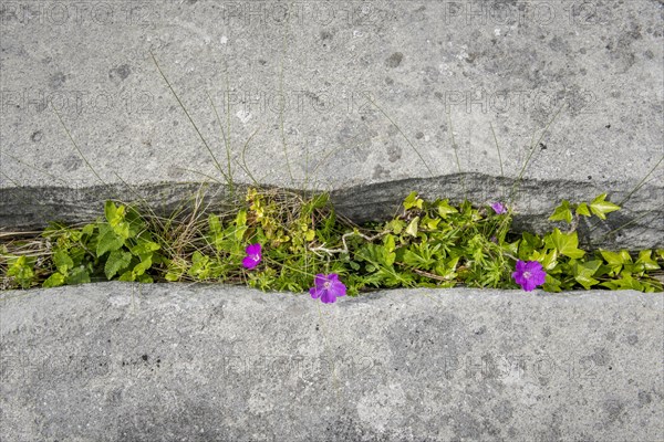 Bloody cranesbill (Geranium sanguineum)