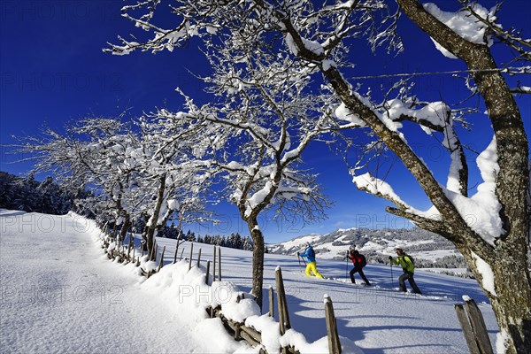 Snowshoe hikers