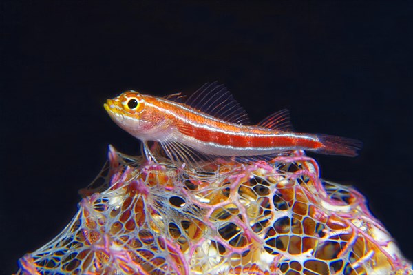 Striped threefin (Helcogramma striata)