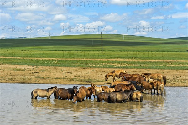 A herd of horses (Equus) seeks cooling in a pond