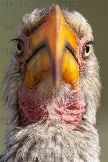 Southern Yellow-billed Hornbill (Tockus leucomelas)