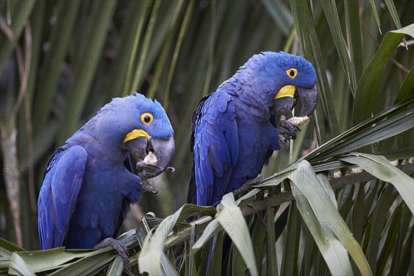 Hyacinth macaws (Anodorhynchus hyacinthinus) feeding on a palm frond at Porto Jofre