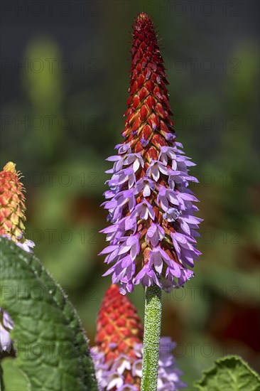 Orchid primrose (Primula vialii)