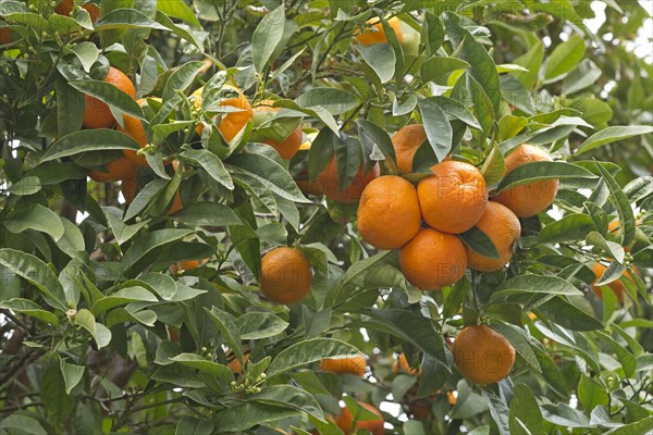 Orange tree