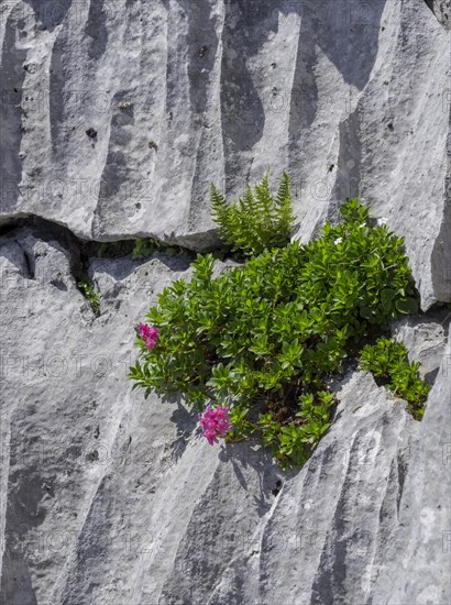 Almrausch (Rhododendron hirsutum) grows in crevice