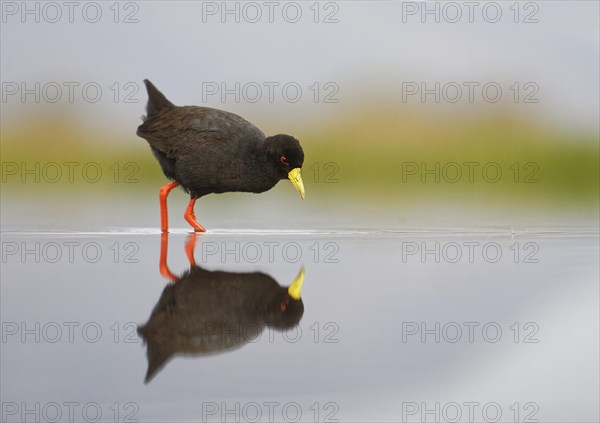 Black crake (Amourornis flavirostris) in shallow water