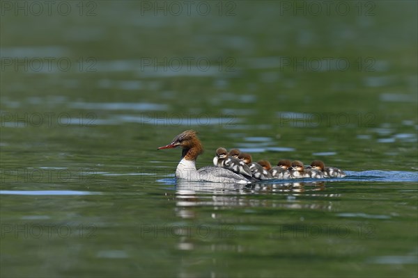 Common merganser (Mergus merganser)