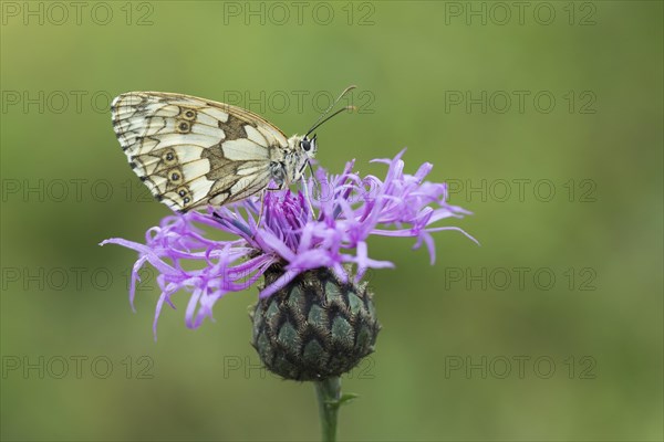 Marbled White (Melanargia galathea) on Brown Knapweed (Centaurea jacea)