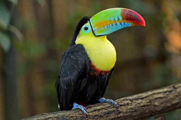 Keel-billed Toucan