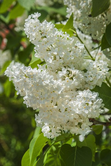 Blossoming white lilac (Syringa vulgaris)